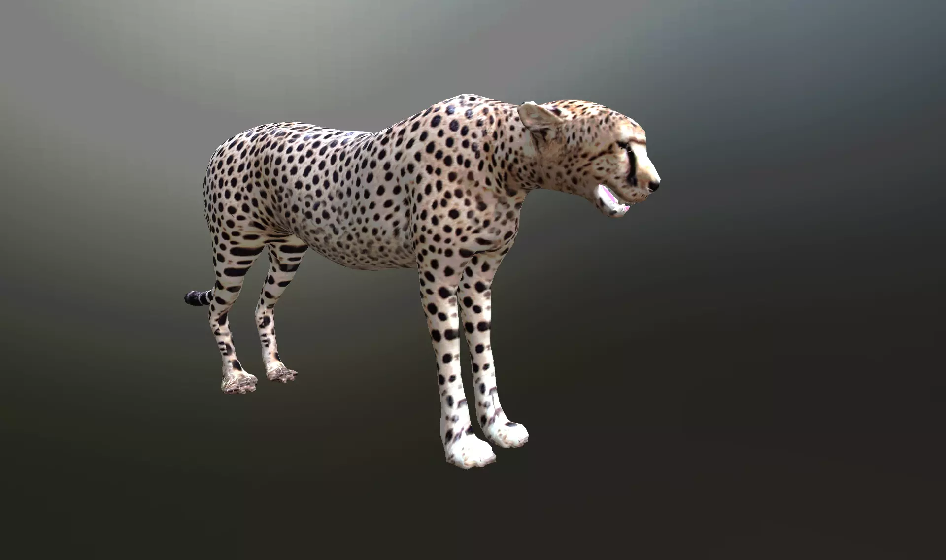 cheetah lowpoly Low-poly 3D model_0