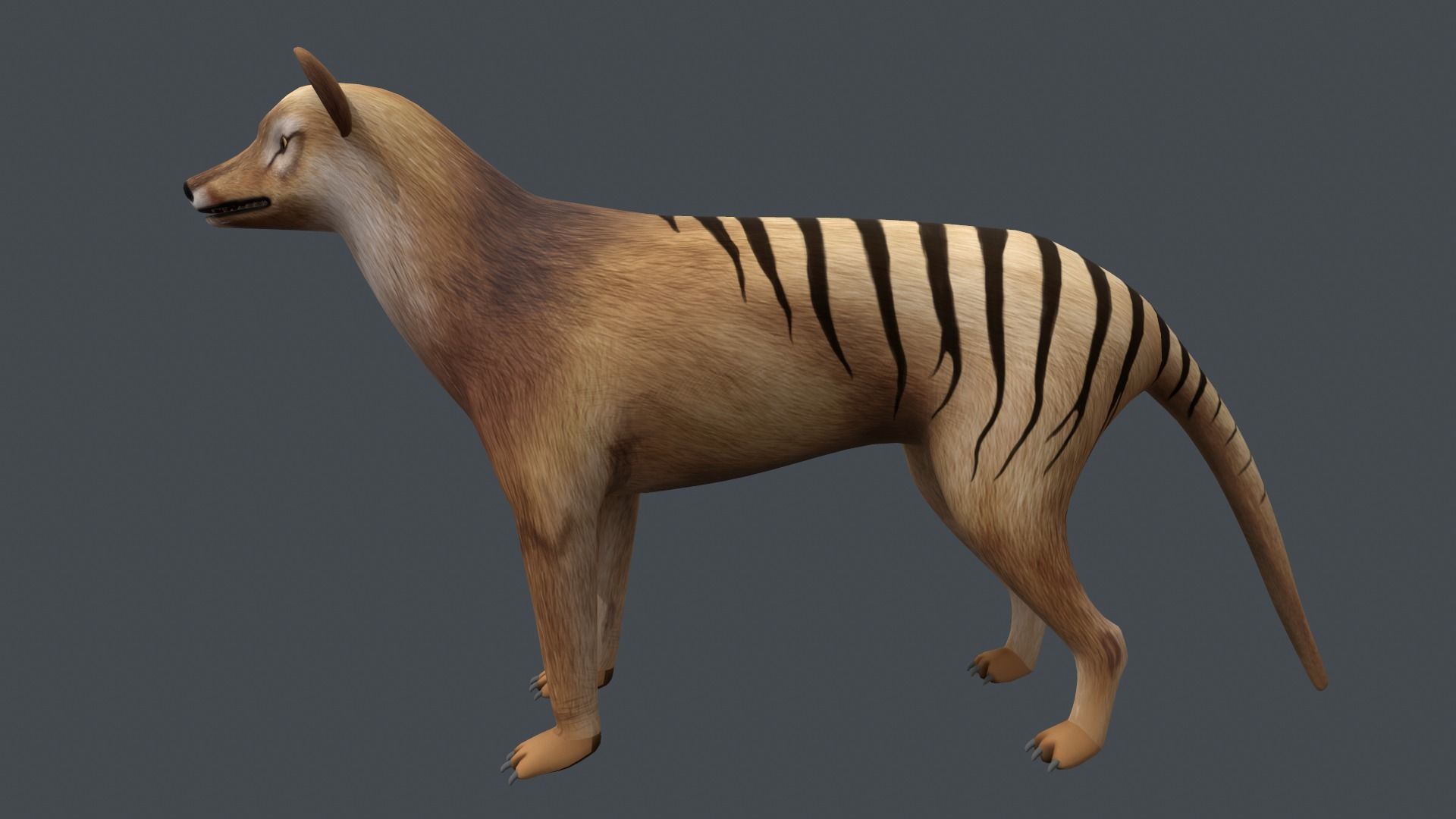 Tasmanian tiger Low-poly 3D model_4
