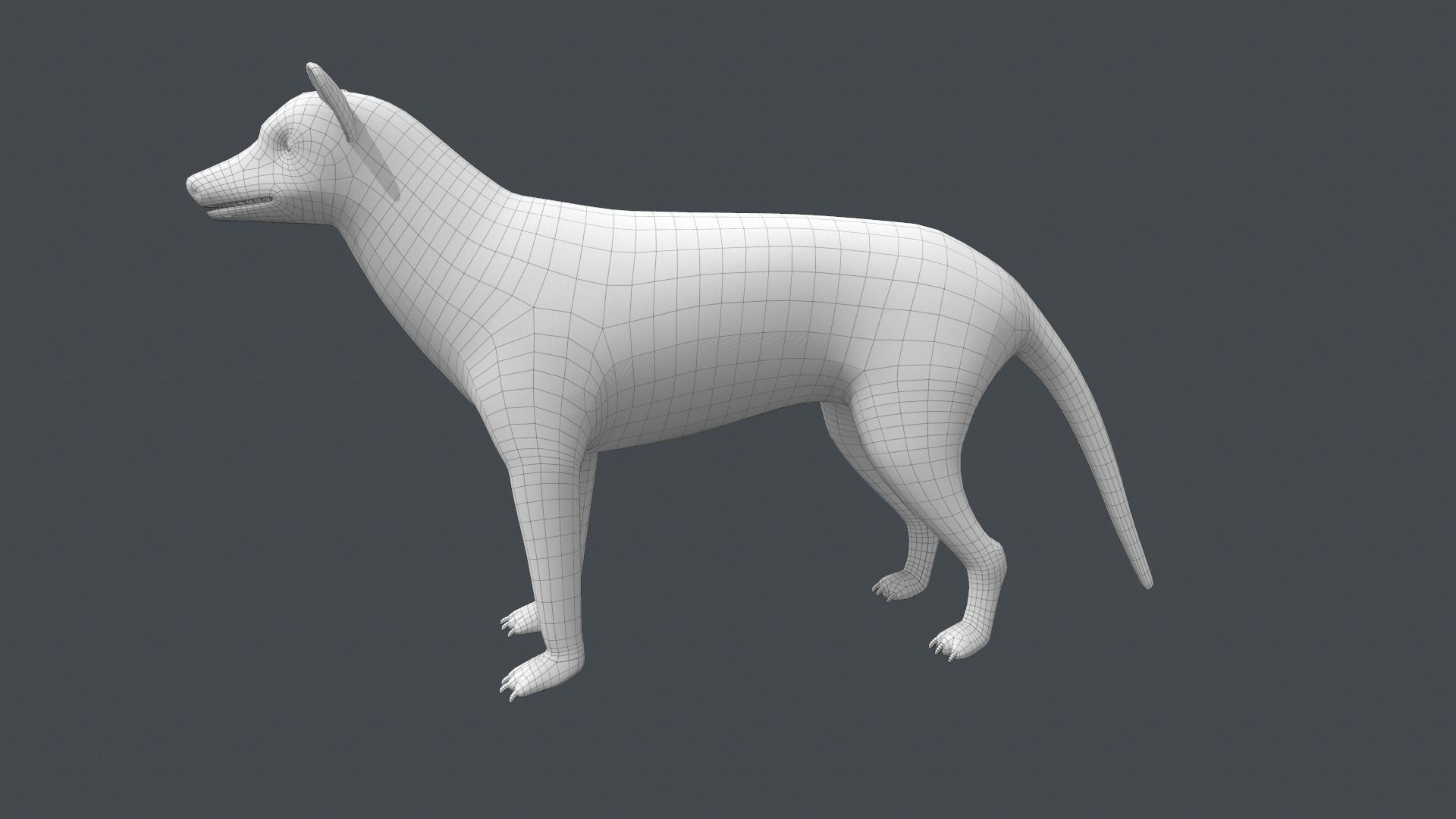 Tasmanian tiger Low-poly 3D model_8