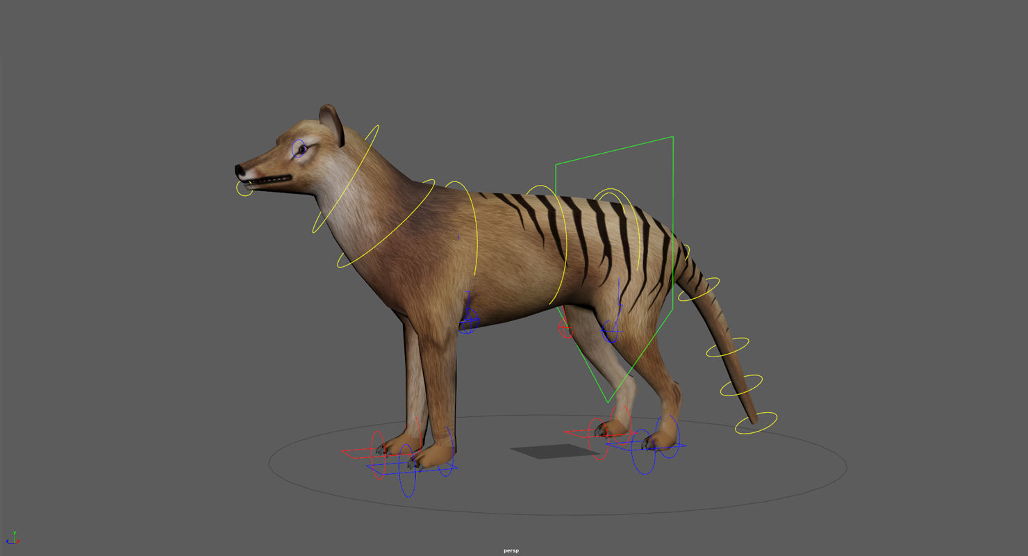 Tasmanian tiger Low-poly 3D model_18