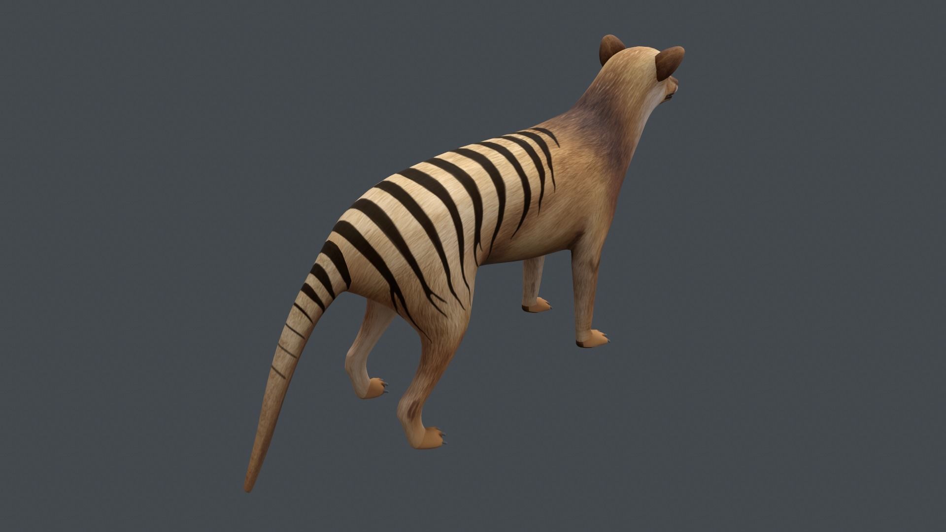Tasmanian tiger Low-poly 3D model_5
