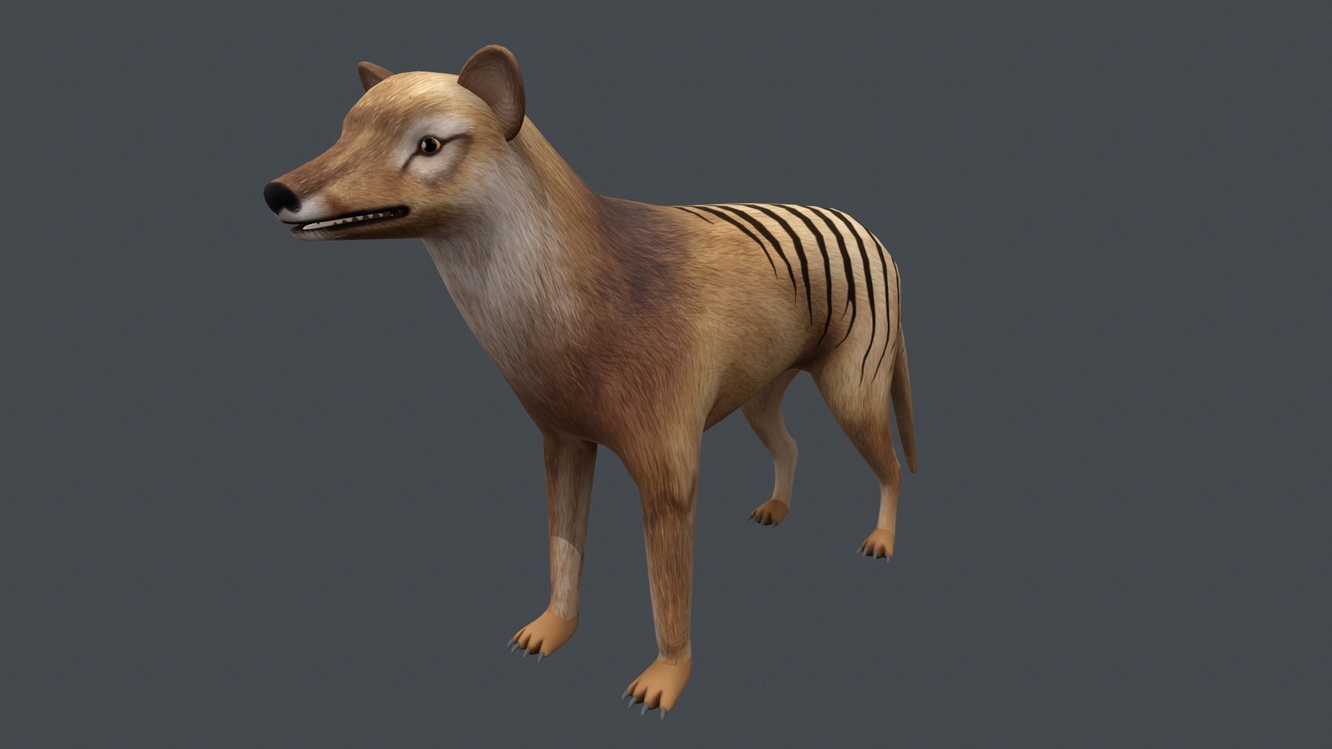 Tasmanian tiger Low-poly 3D model_6