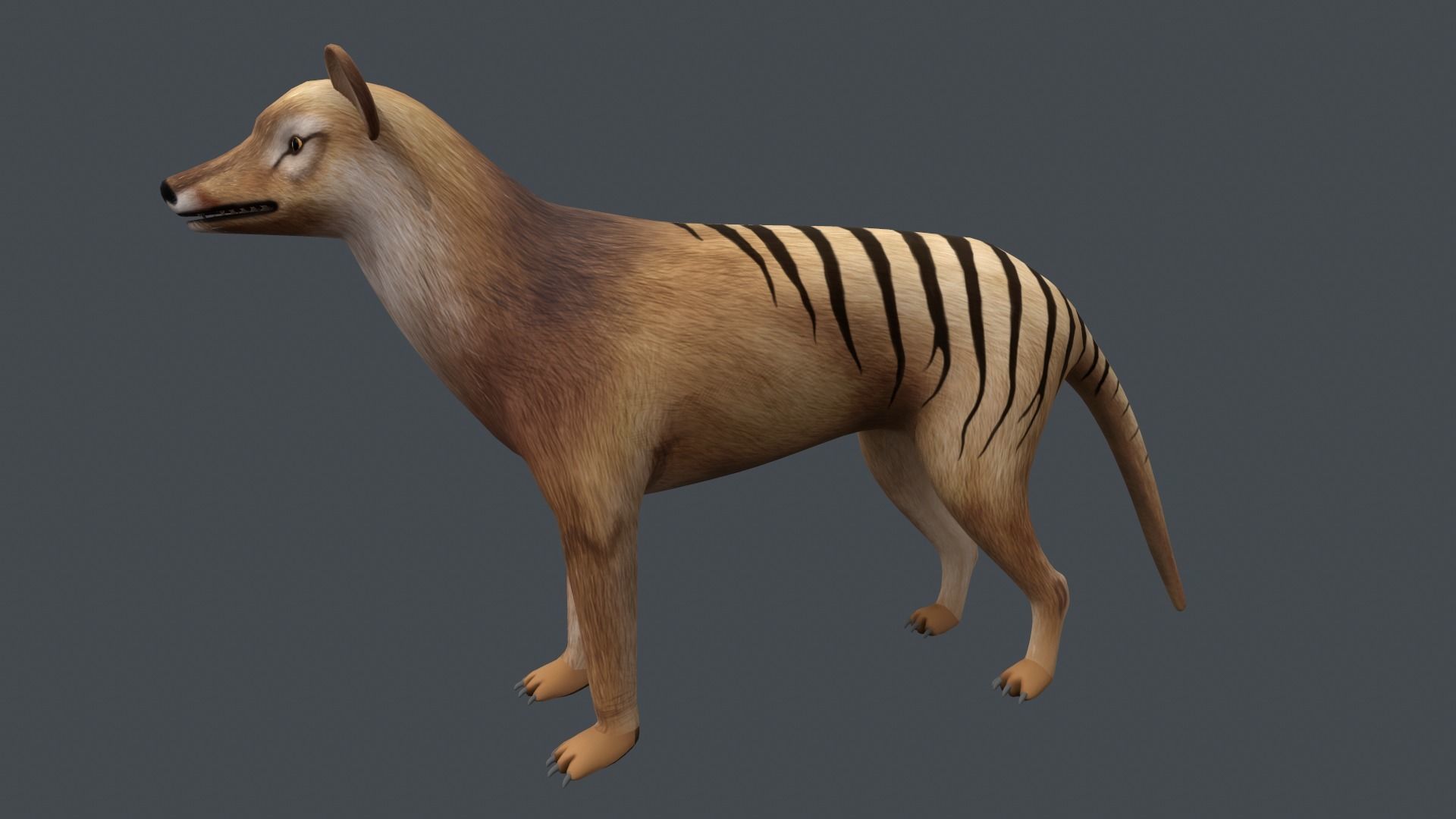 Tasmanian tiger Low-poly 3D model_3