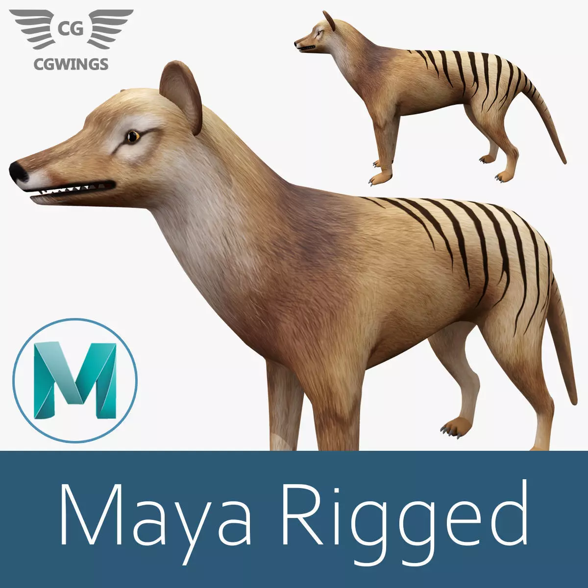 Tasmanian tiger Low-poly 3D model_0