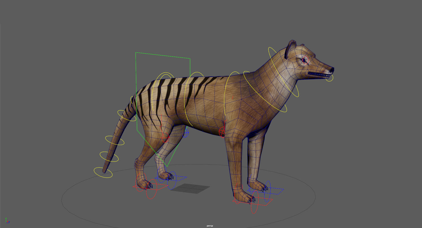 Tasmanian tiger Low-poly 3D model_17