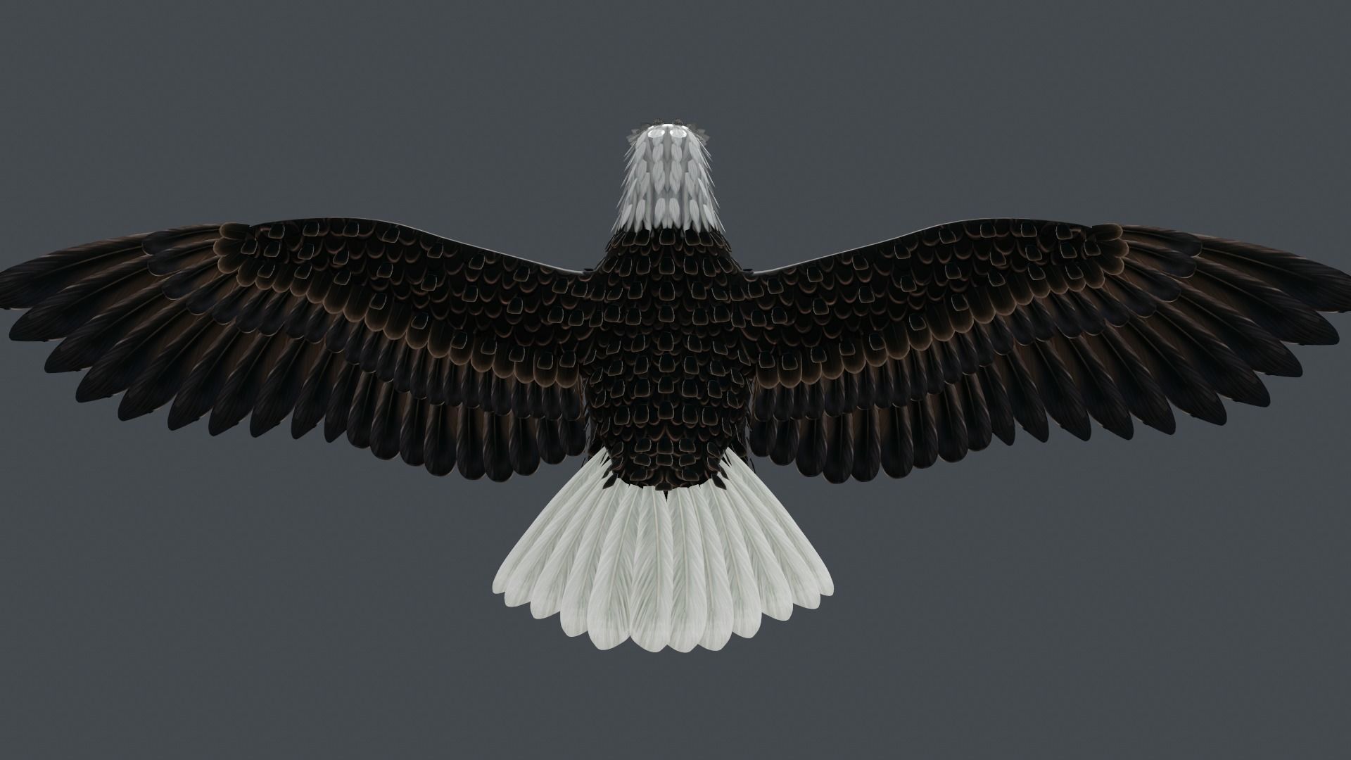 Bald Eagle Low-poly 3D model_7
