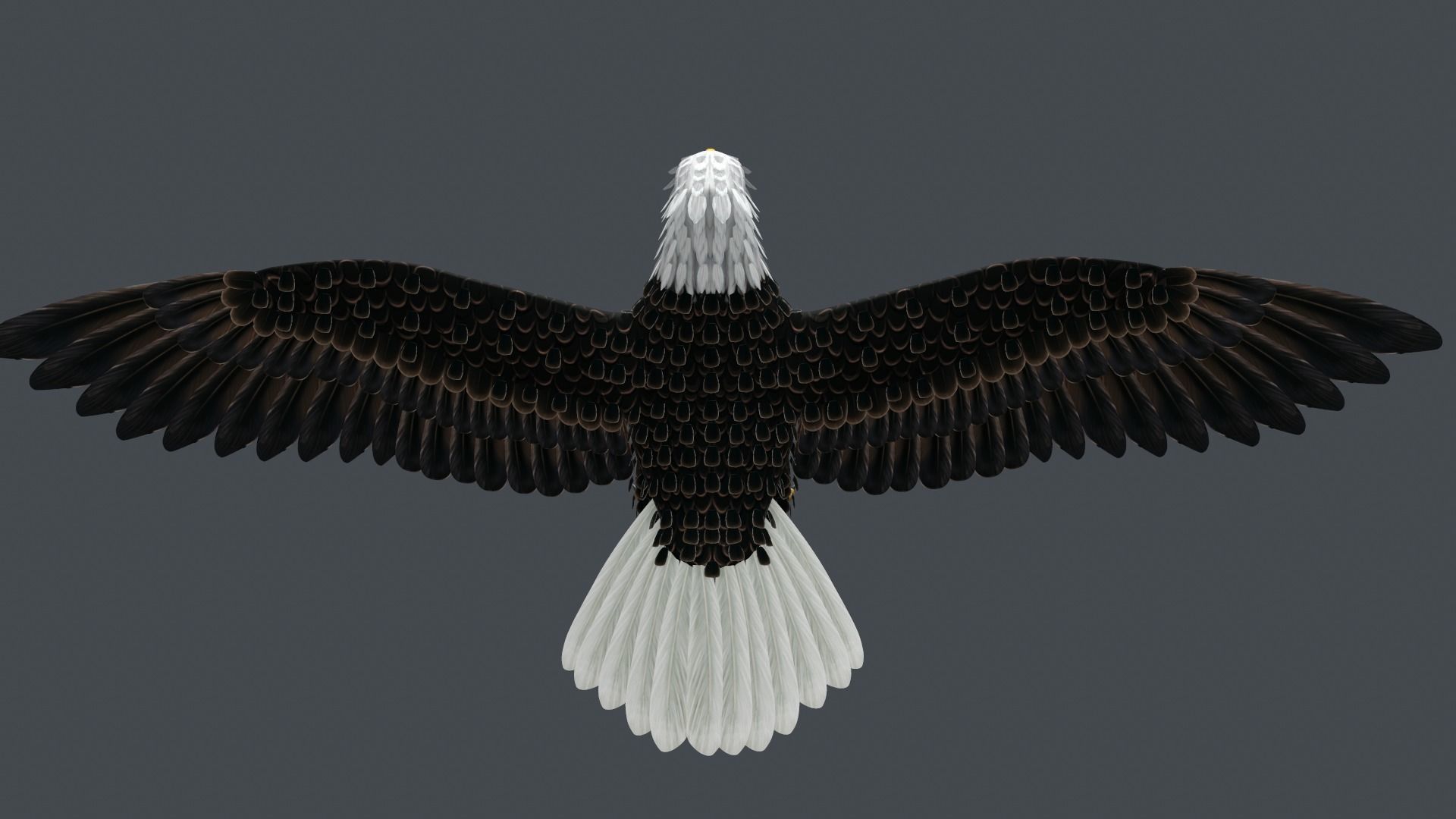 Bald Eagle Low-poly 3D model_9