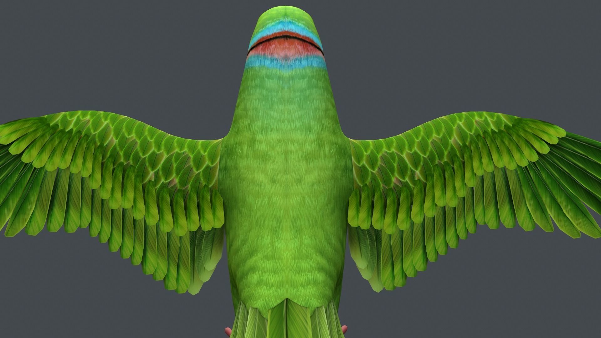 Parrot  bird Low-poly 3D model_6