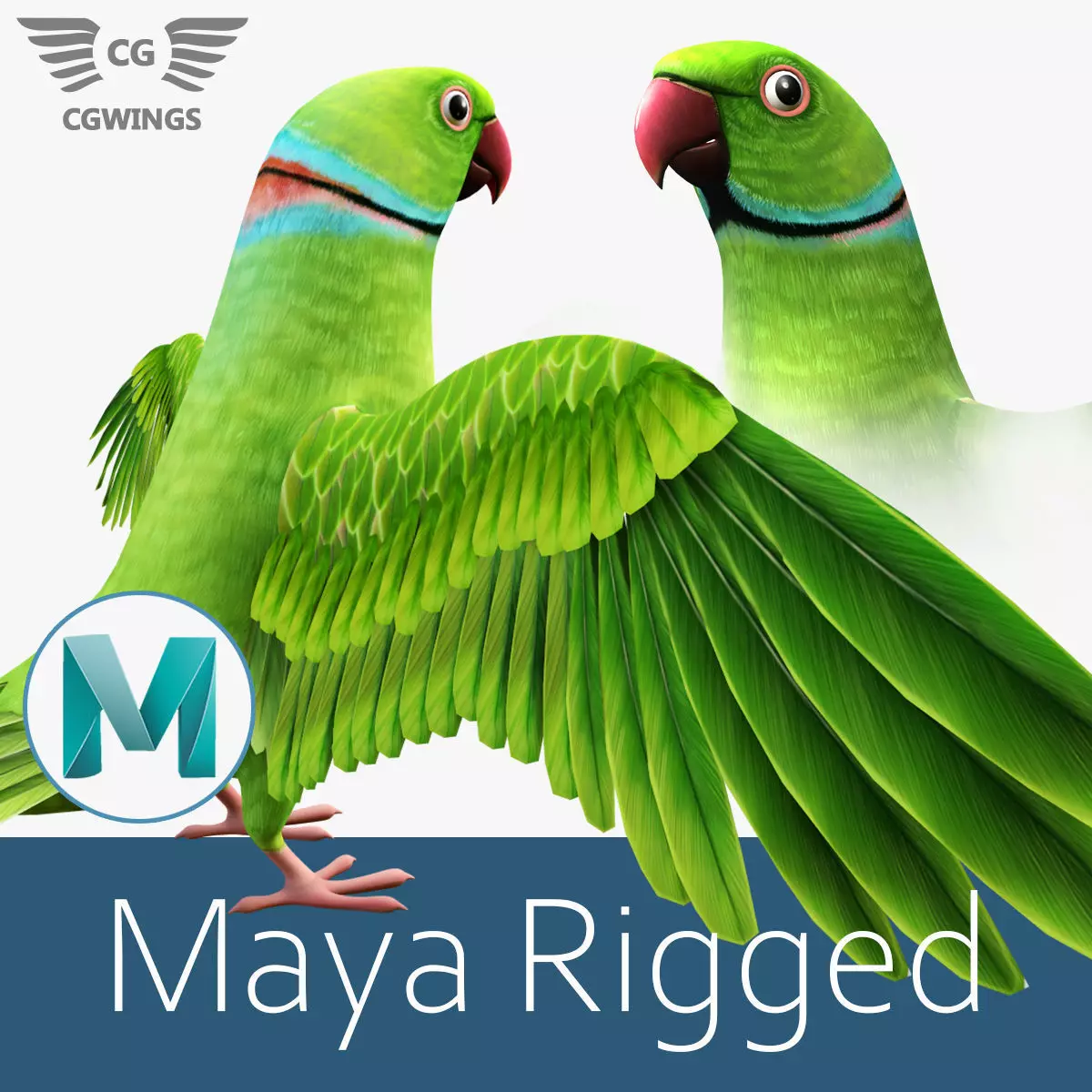 Parrot  bird Low-poly 3D model_0