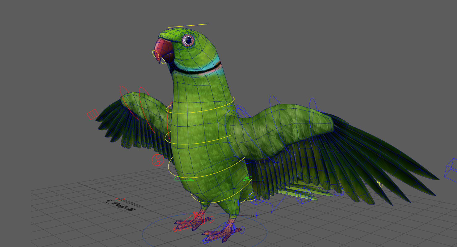 Parrot  bird Low-poly 3D model_14