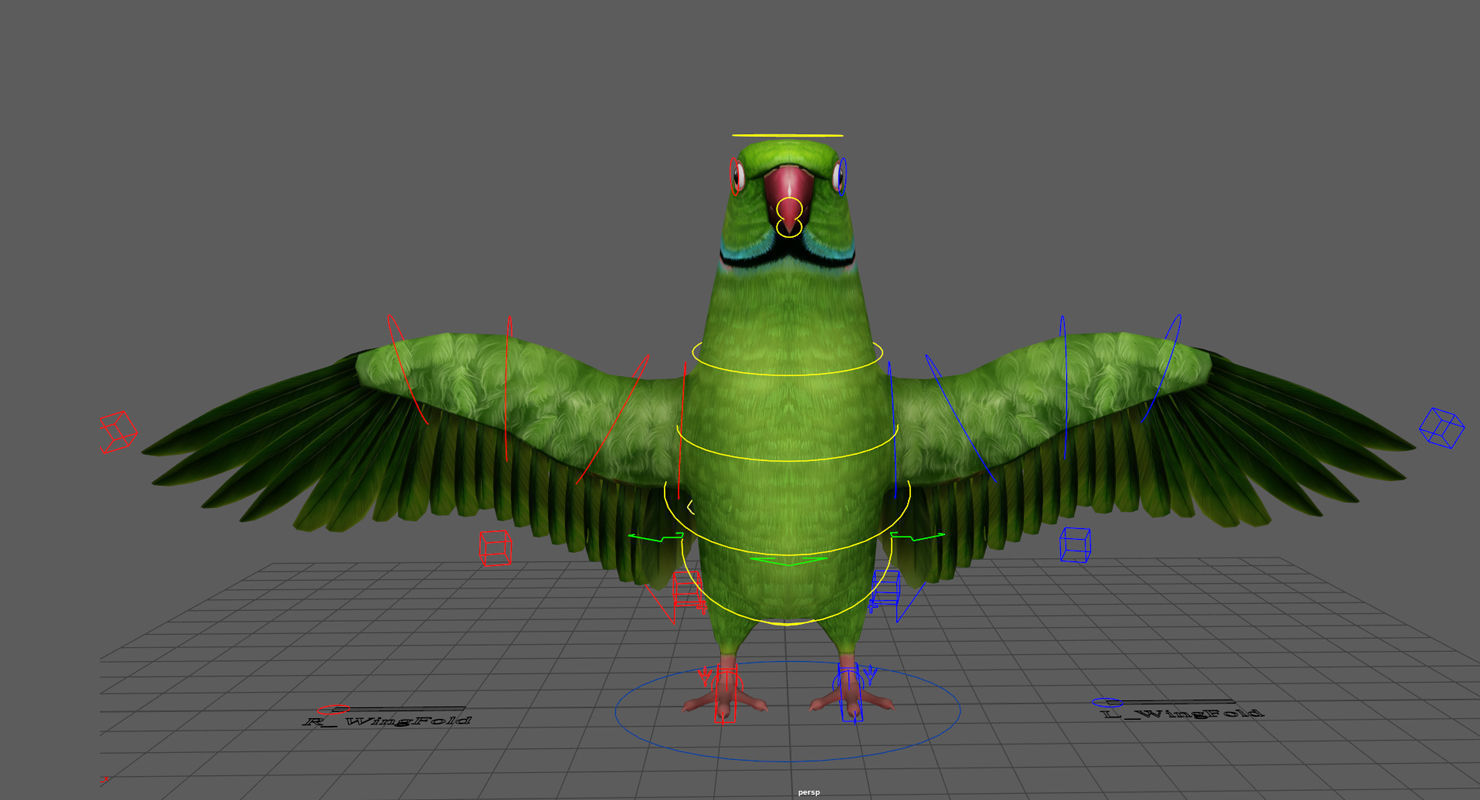 Parrot  bird Low-poly 3D model_12