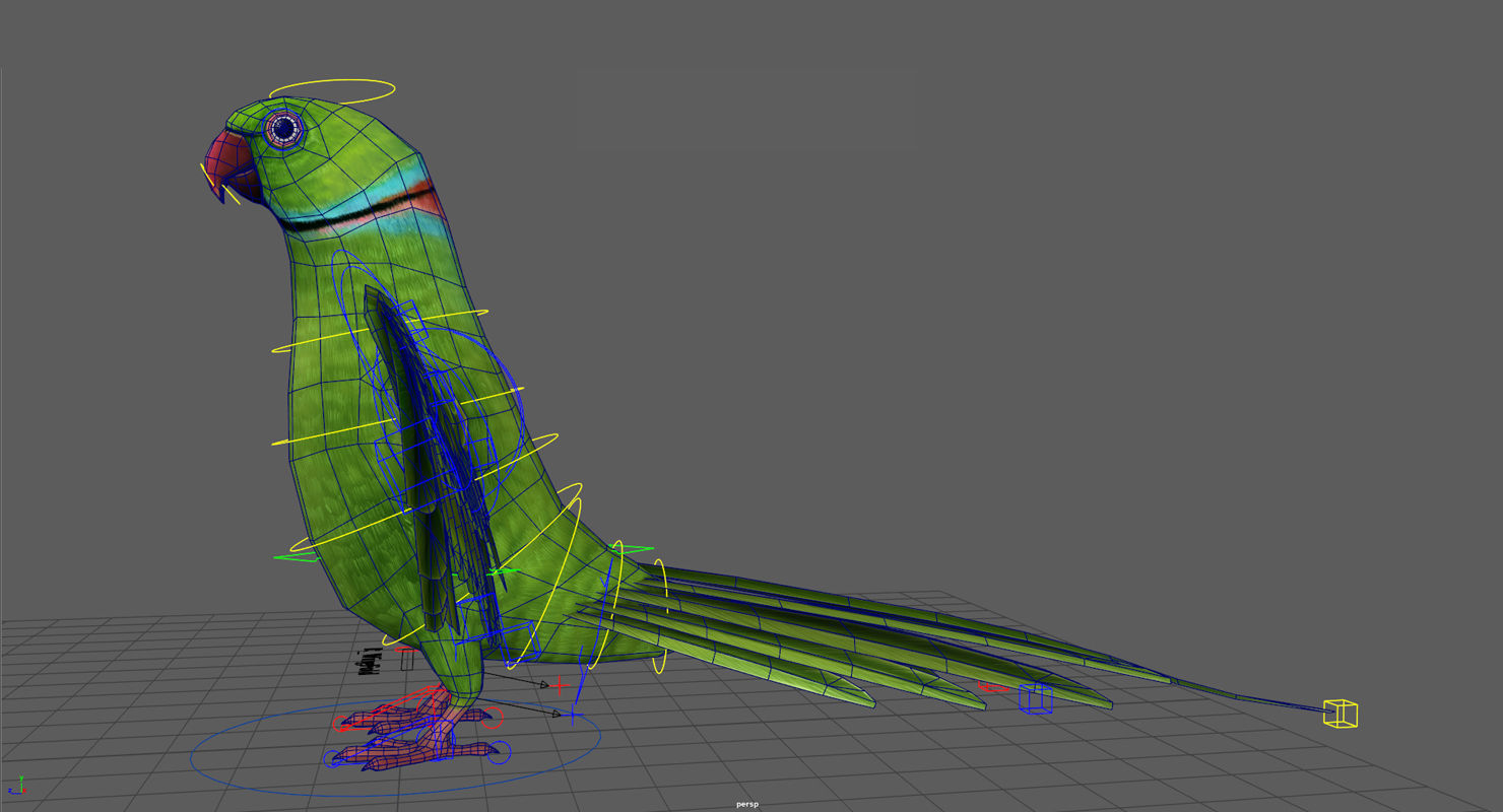 Parrot  bird Low-poly 3D model_13