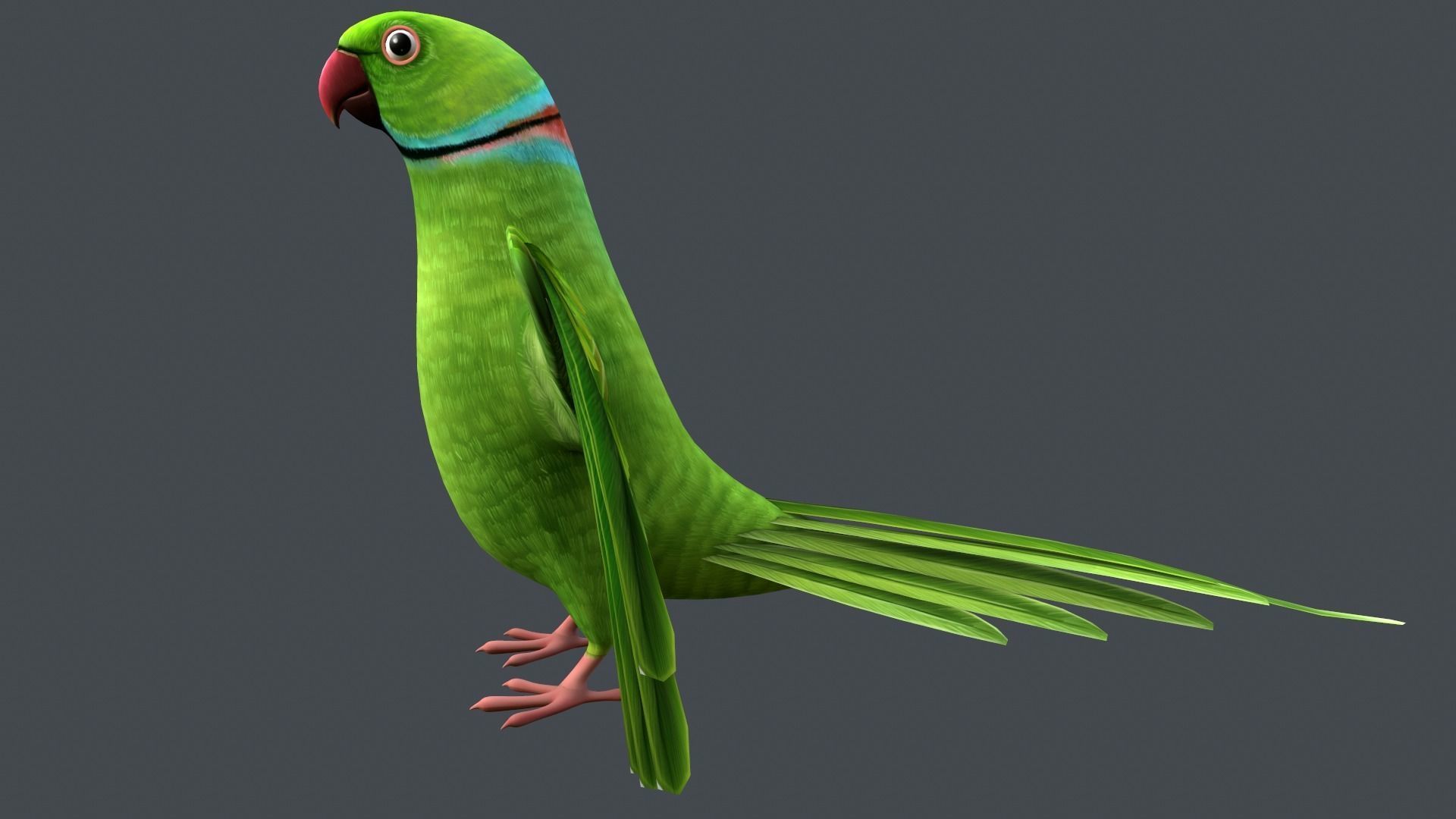 Parrot  bird Low-poly 3D model_3