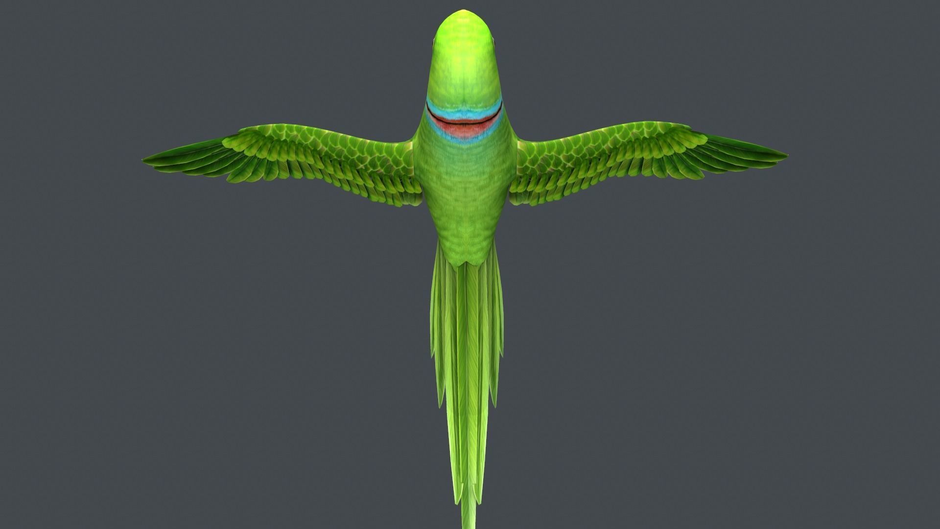 Parrot  bird Low-poly 3D model_10