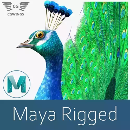 Peacock bird Low-poly 3D model