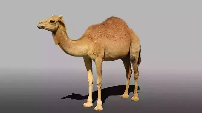 Camel Fur 3D model
