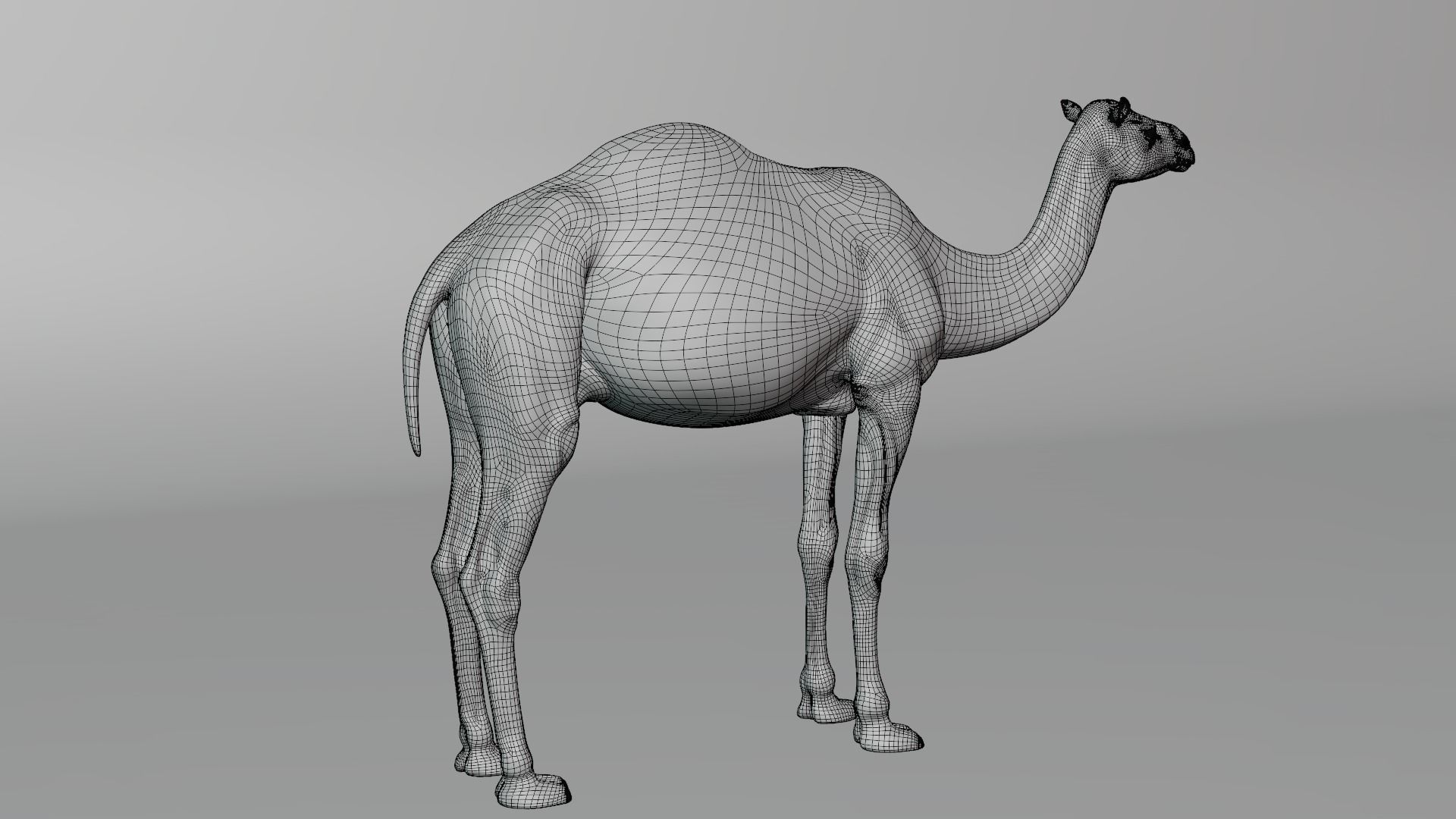 Camel Rigged 3D model_11