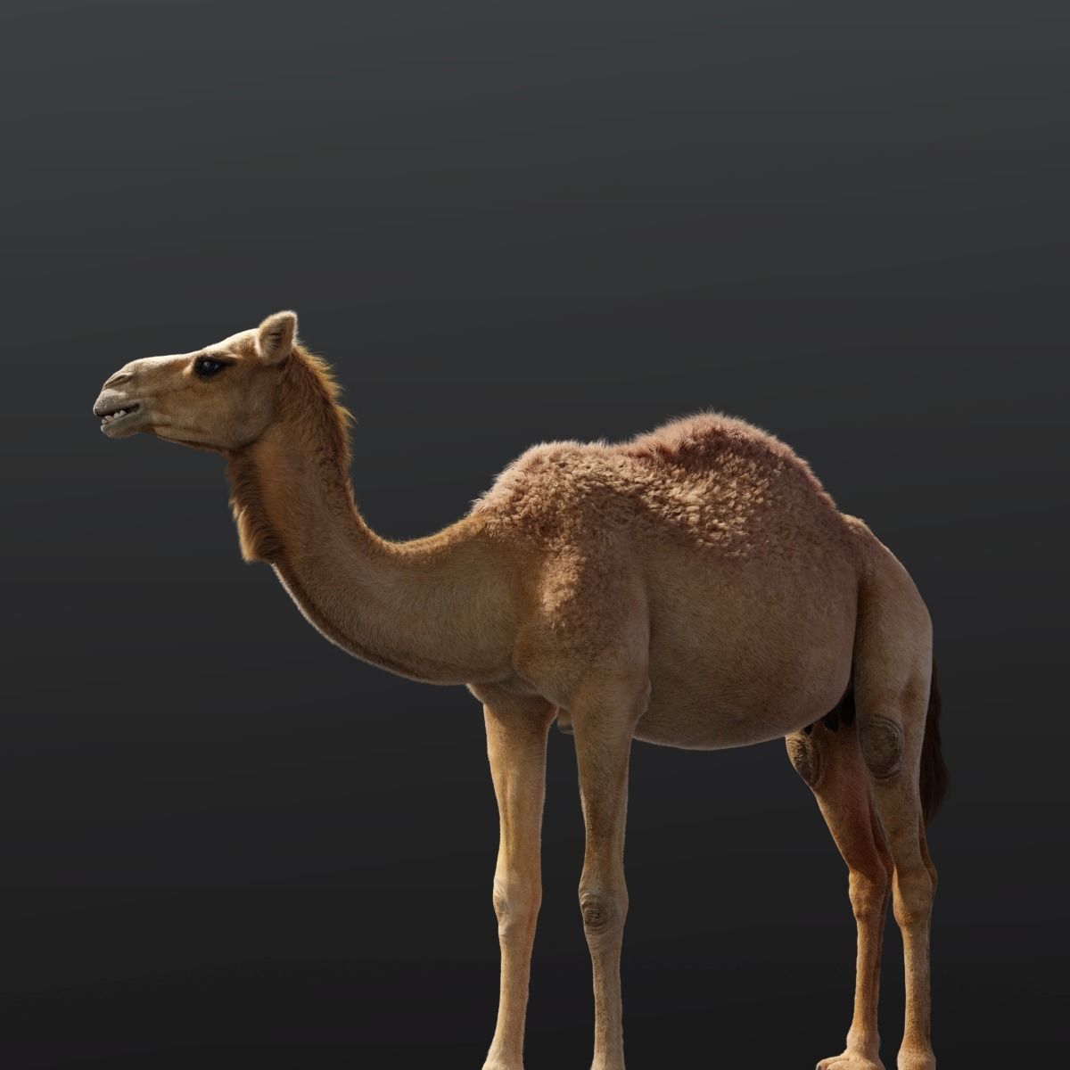 Camel Rigged 3D model_5