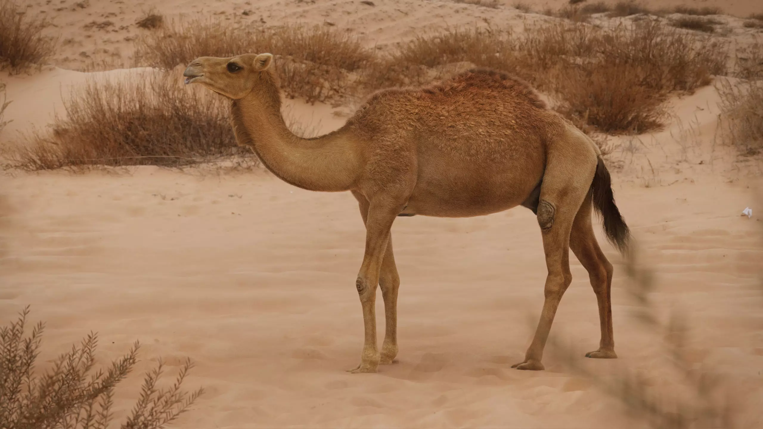 Camel Rigged 3D model_0