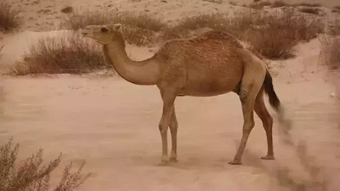 Camel Rigged 3D model Camel Rigged 3D model