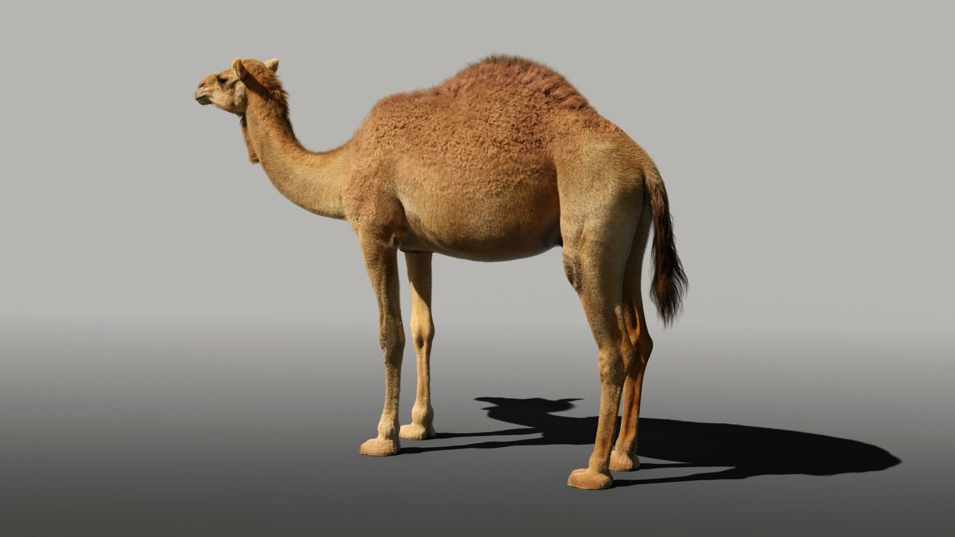 Camel Rigged 3D model_3