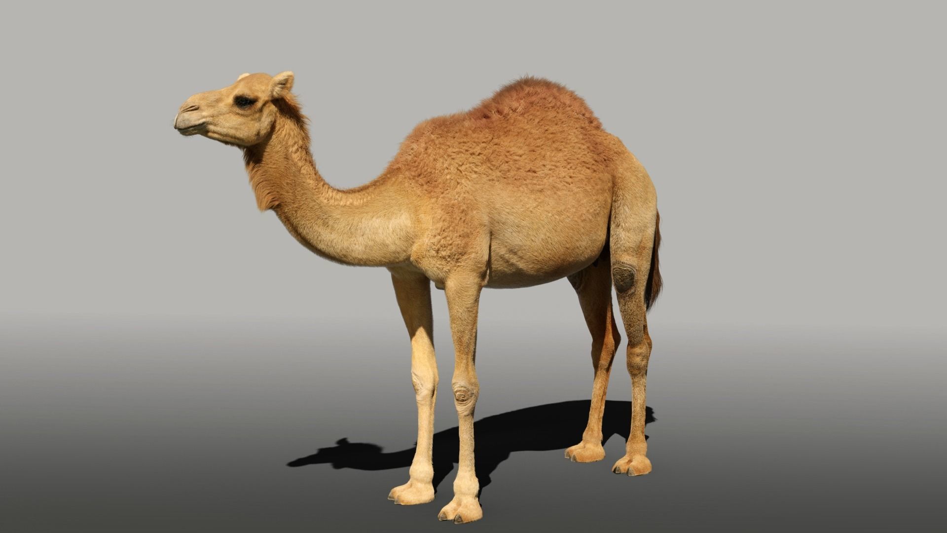 Camel Rigged 3D model_2