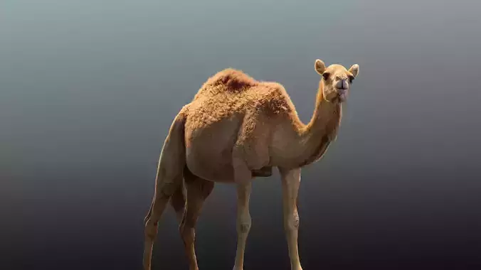 Camel Animated  3D model
