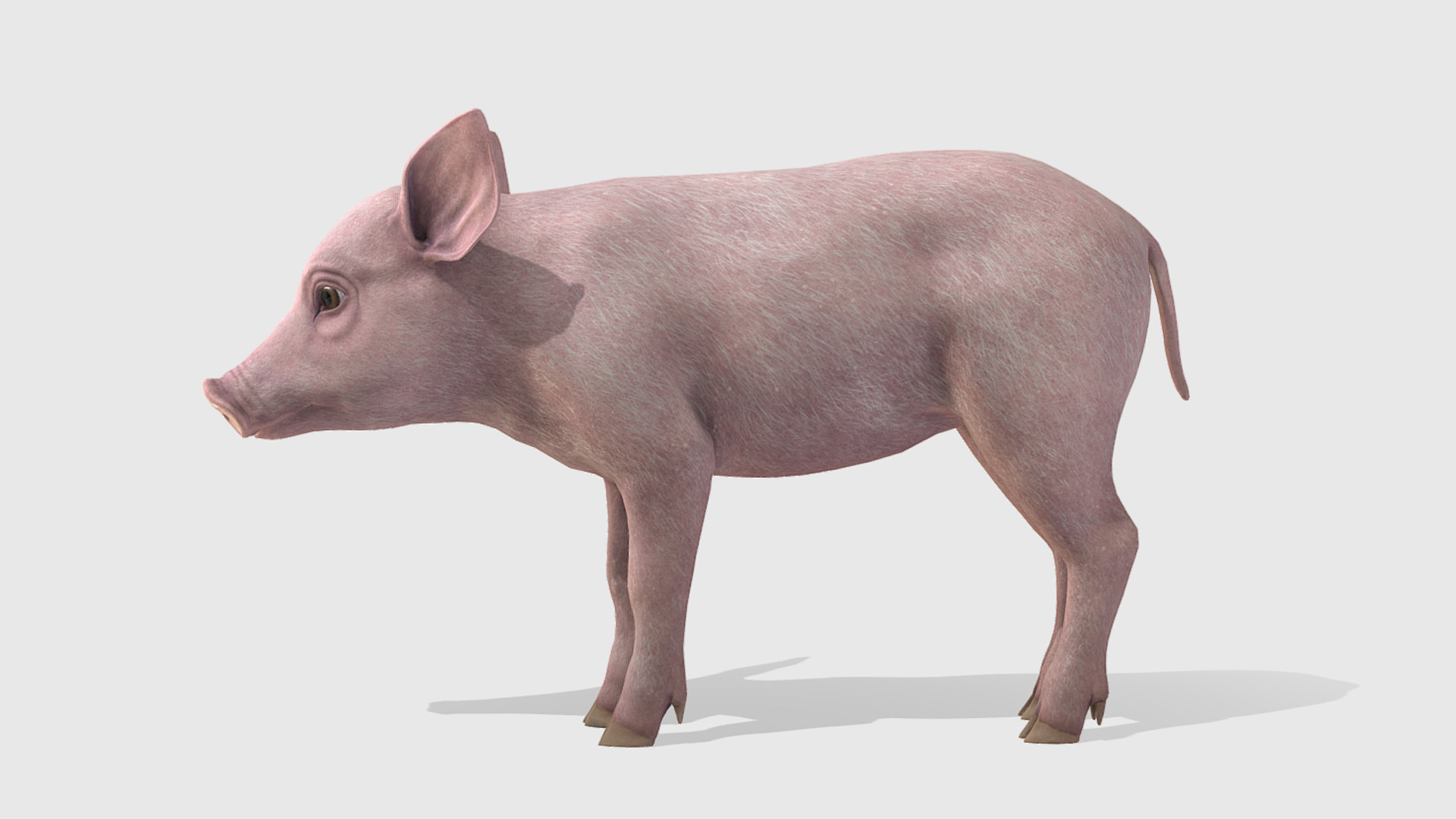 Piglet Low-poly 3D model_4