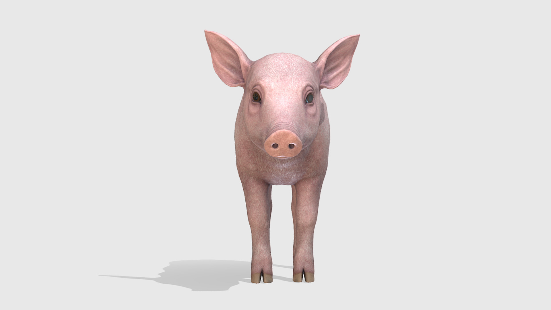 Piglet Low-poly 3D model_3