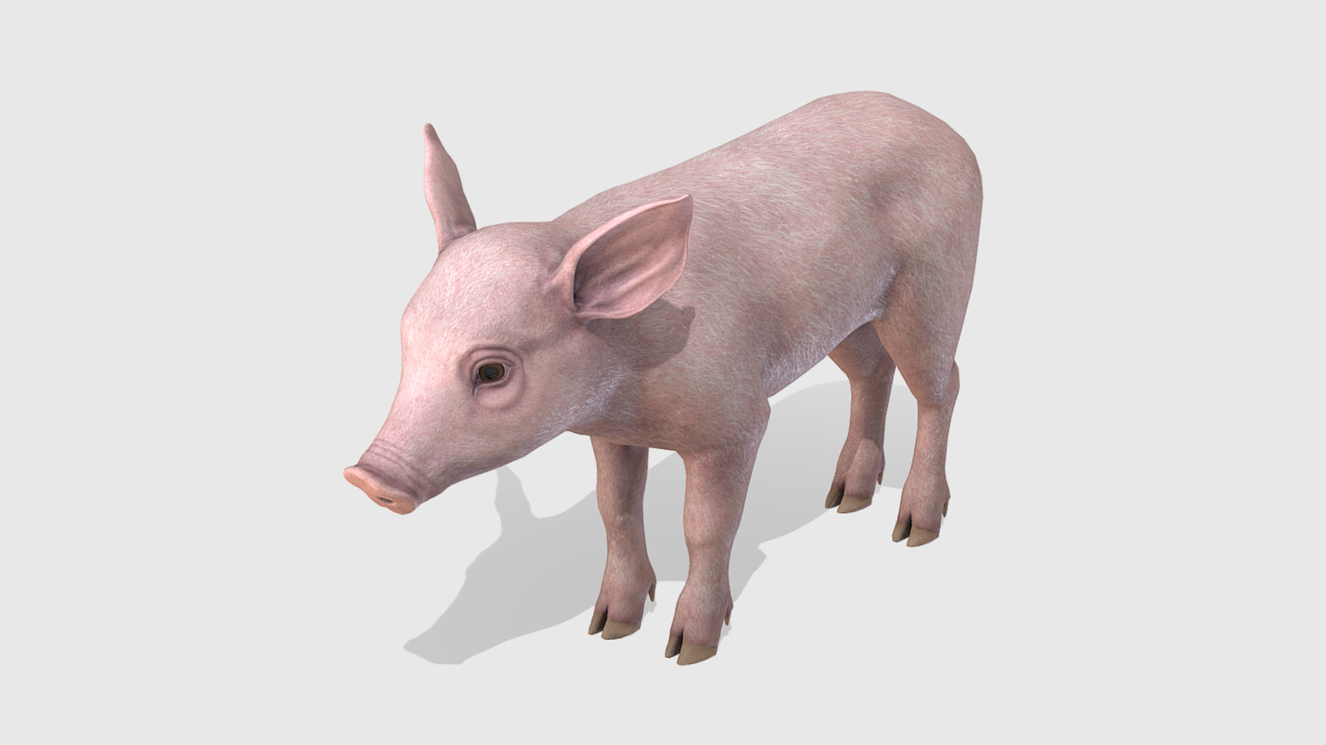Piglet Low-poly 3D model_2