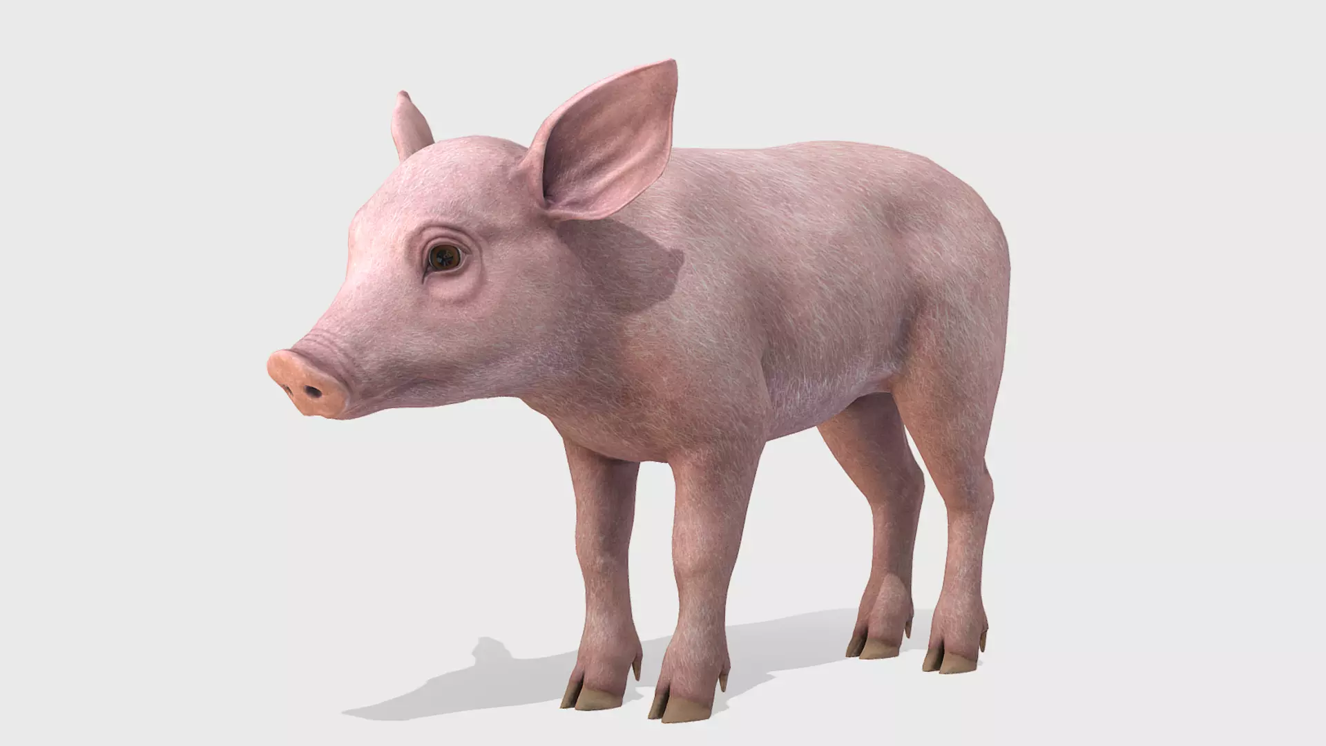Piglet Low-poly 3D model_0