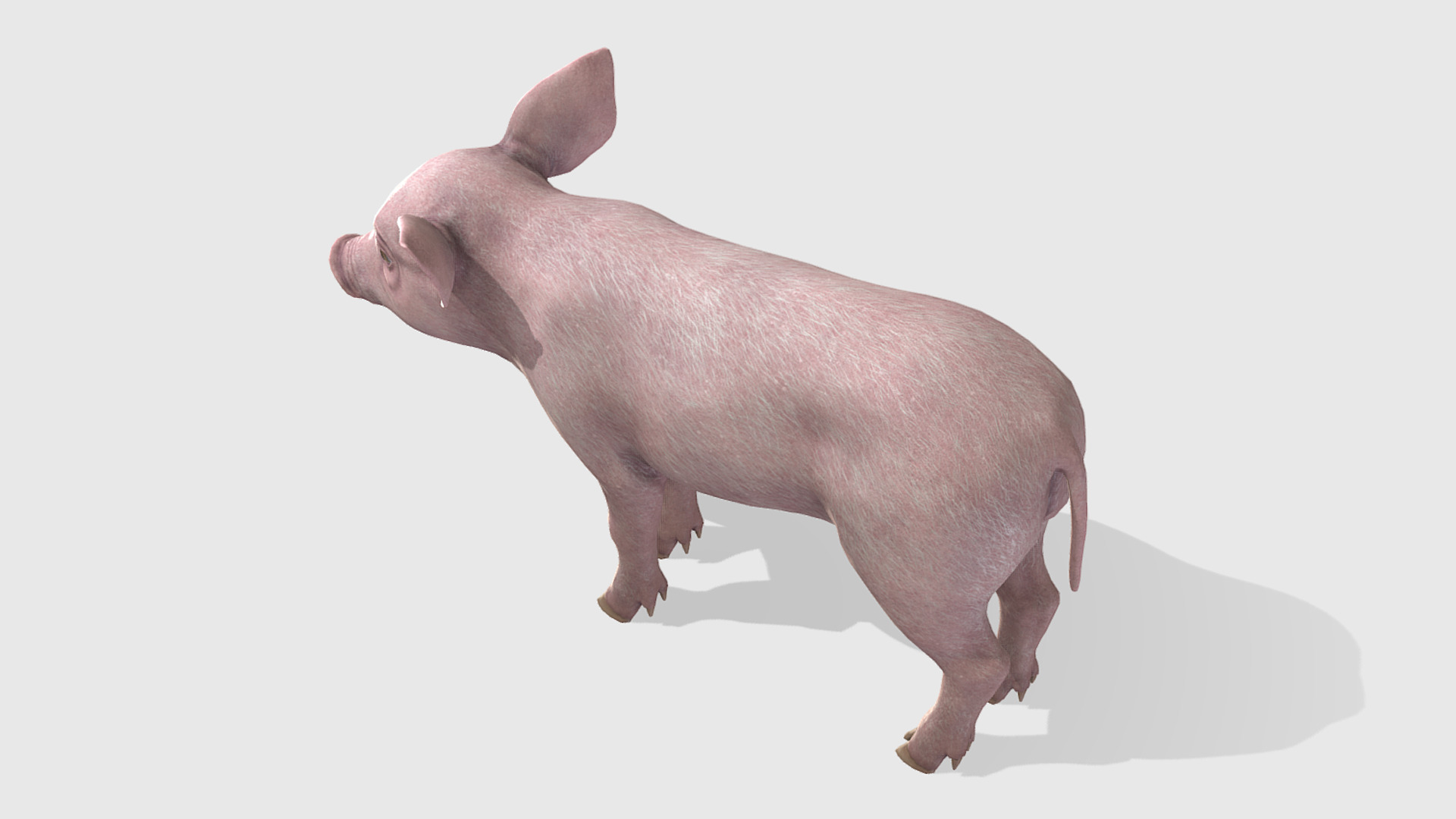 Piglet Low-poly 3D model_5