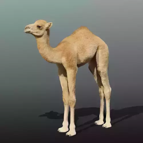 Camel Baby Fur 3D model
