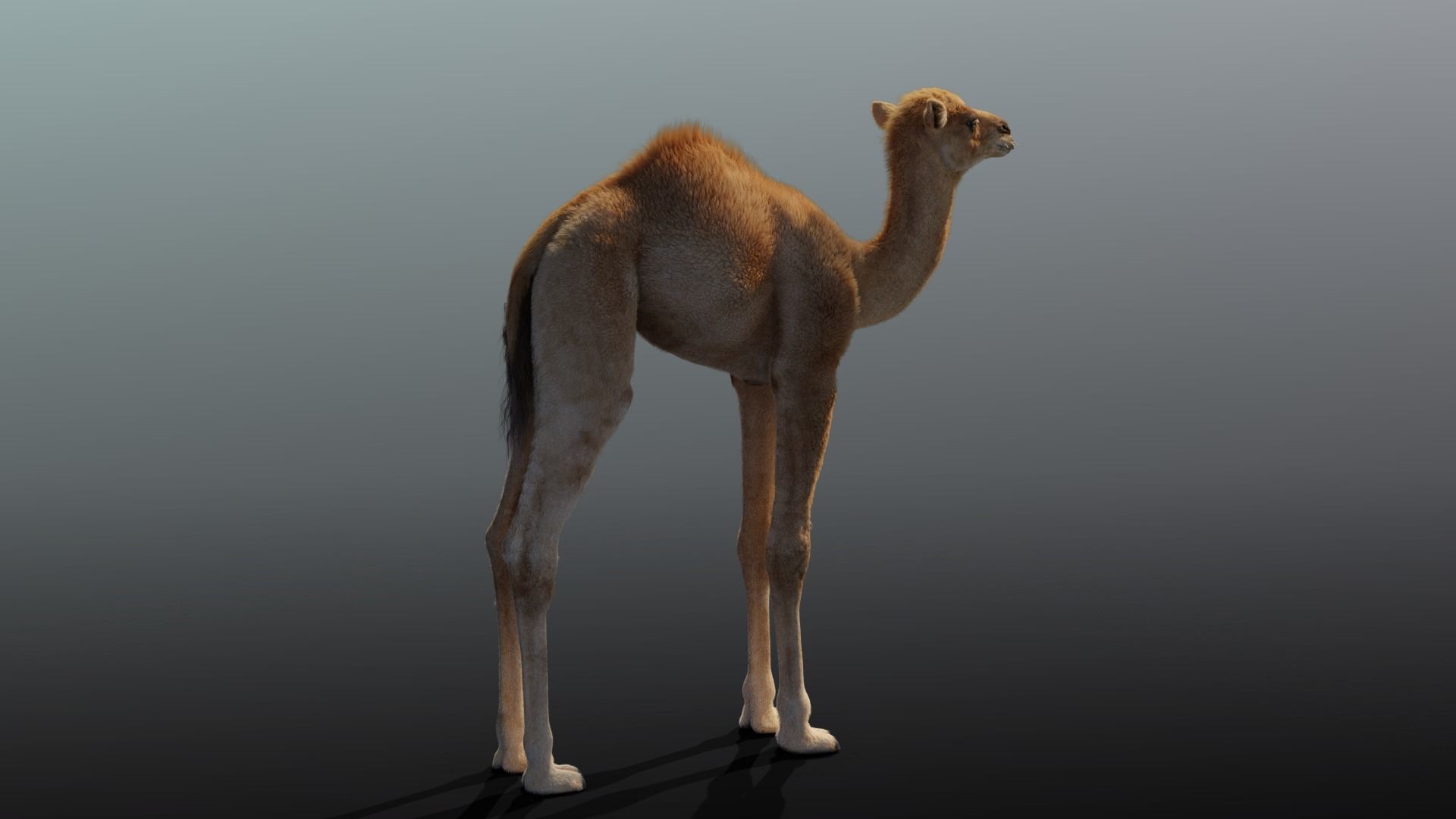Camel Baby Fur 3D model_5