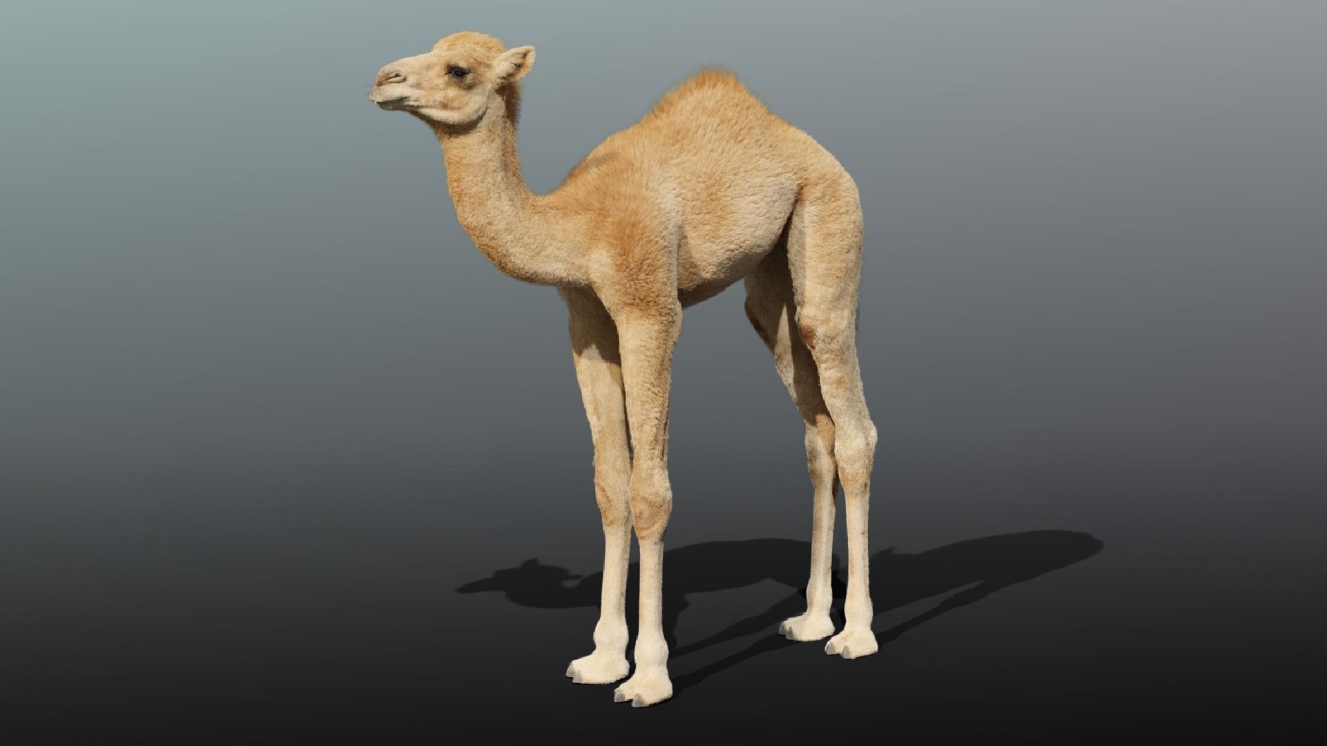 Camel Baby Fur 3D model_9