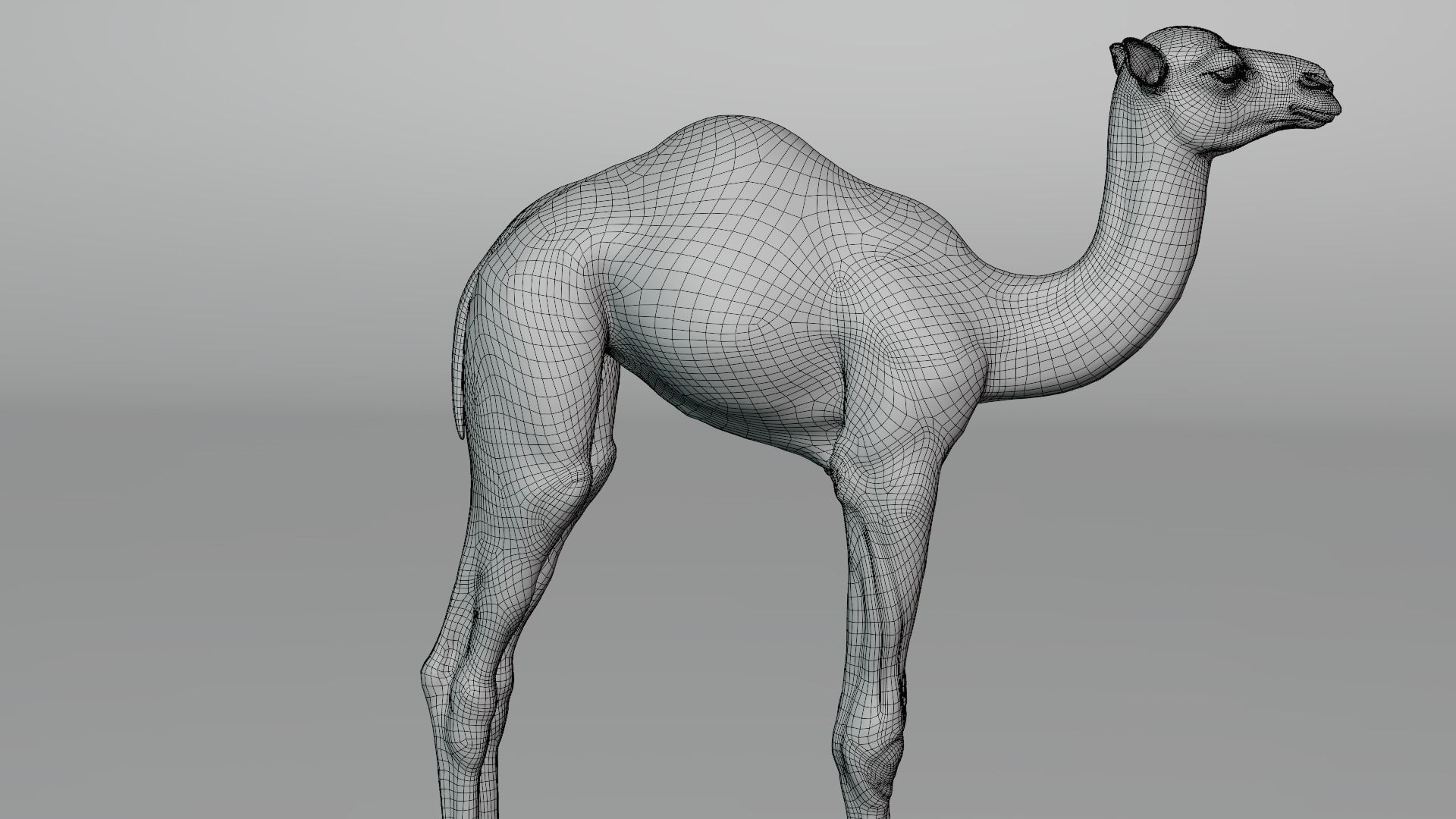 Camel Baby Fur 3D model_15
