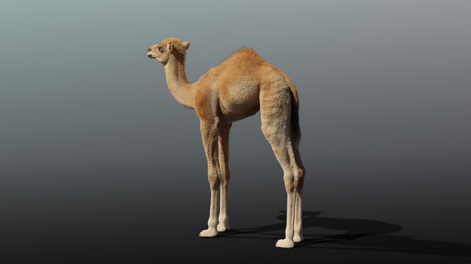 Camel Baby Fur 3D model_7
