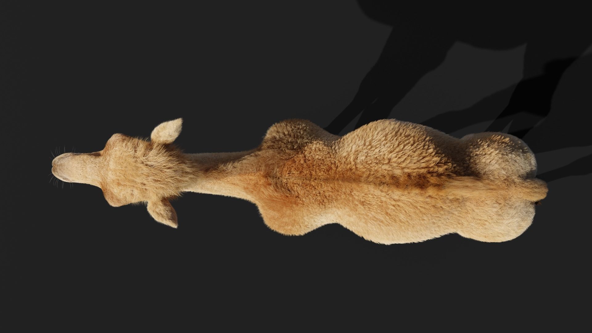 Camel Baby Rigged 3D model_8