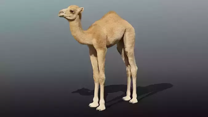 Camel Baby Rigged 3D model