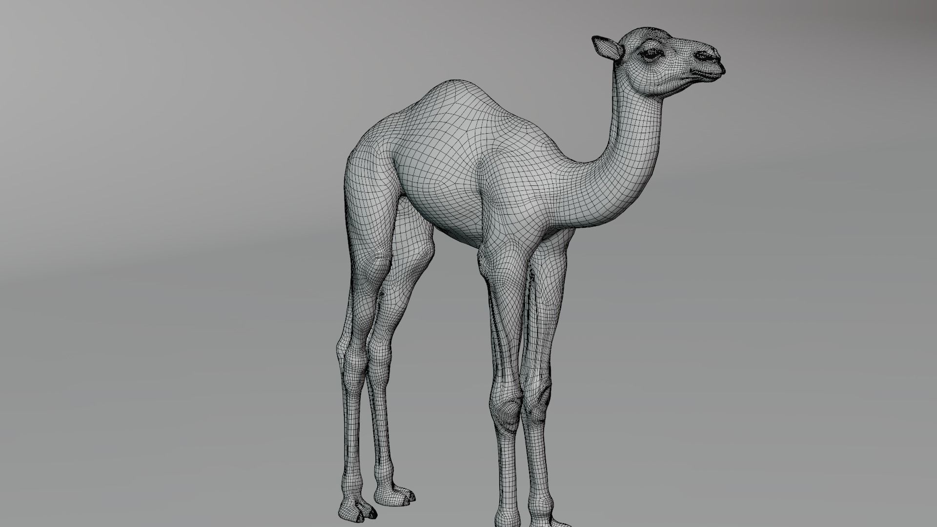 Camel Baby Rigged 3D model_16