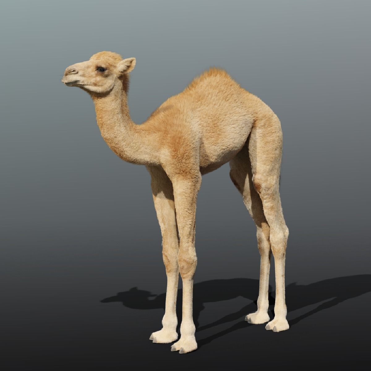 Camel Baby Rigged 3D model_9