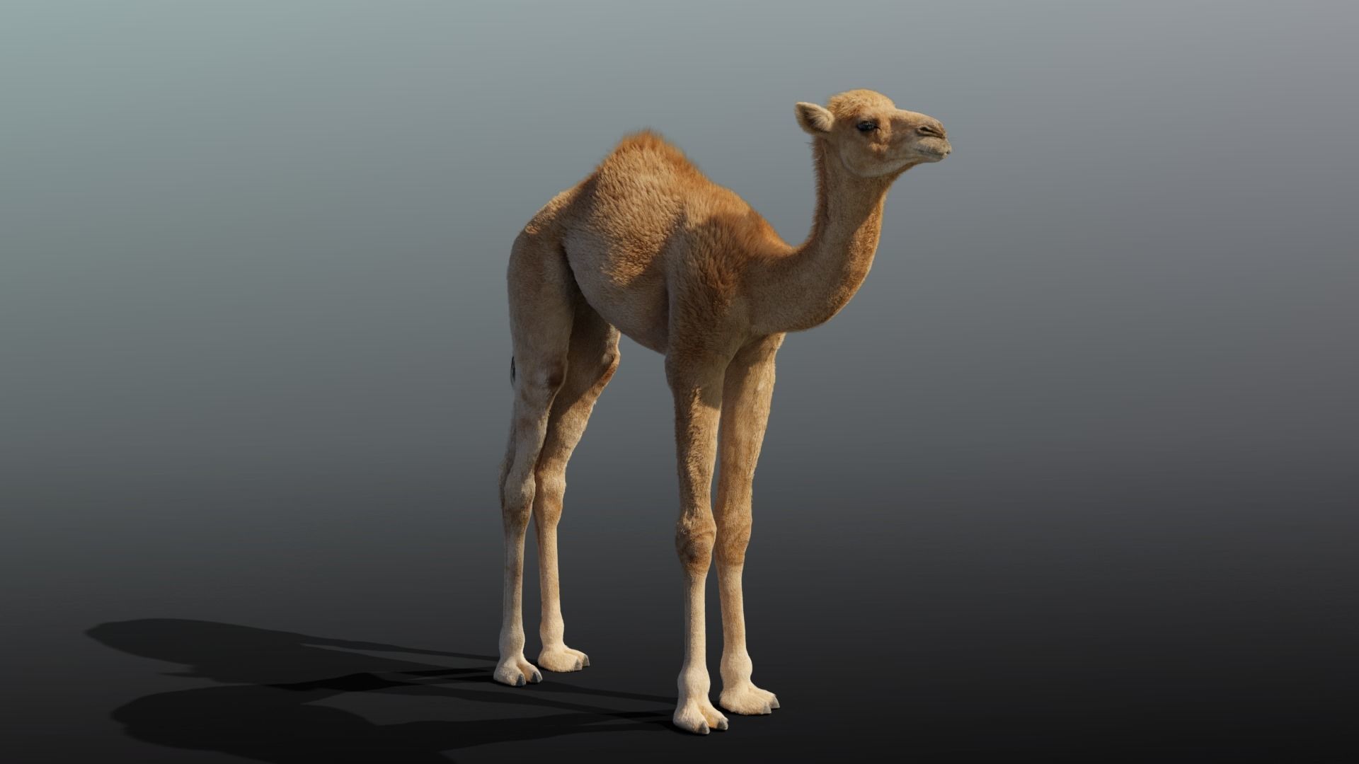Camel Baby Rigged 3D model_3