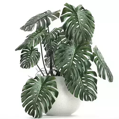 Monstera in a white pot for the interior 661