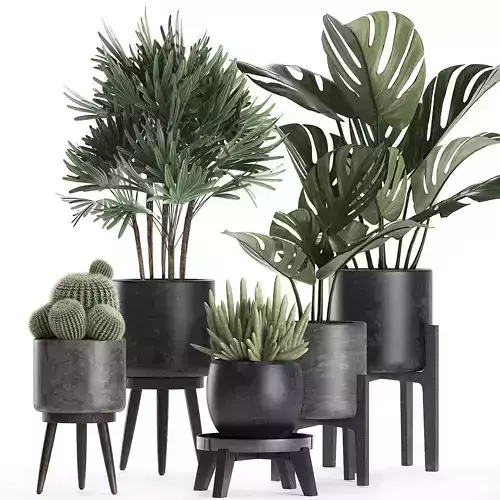 Plants in a black pot for the interior 662