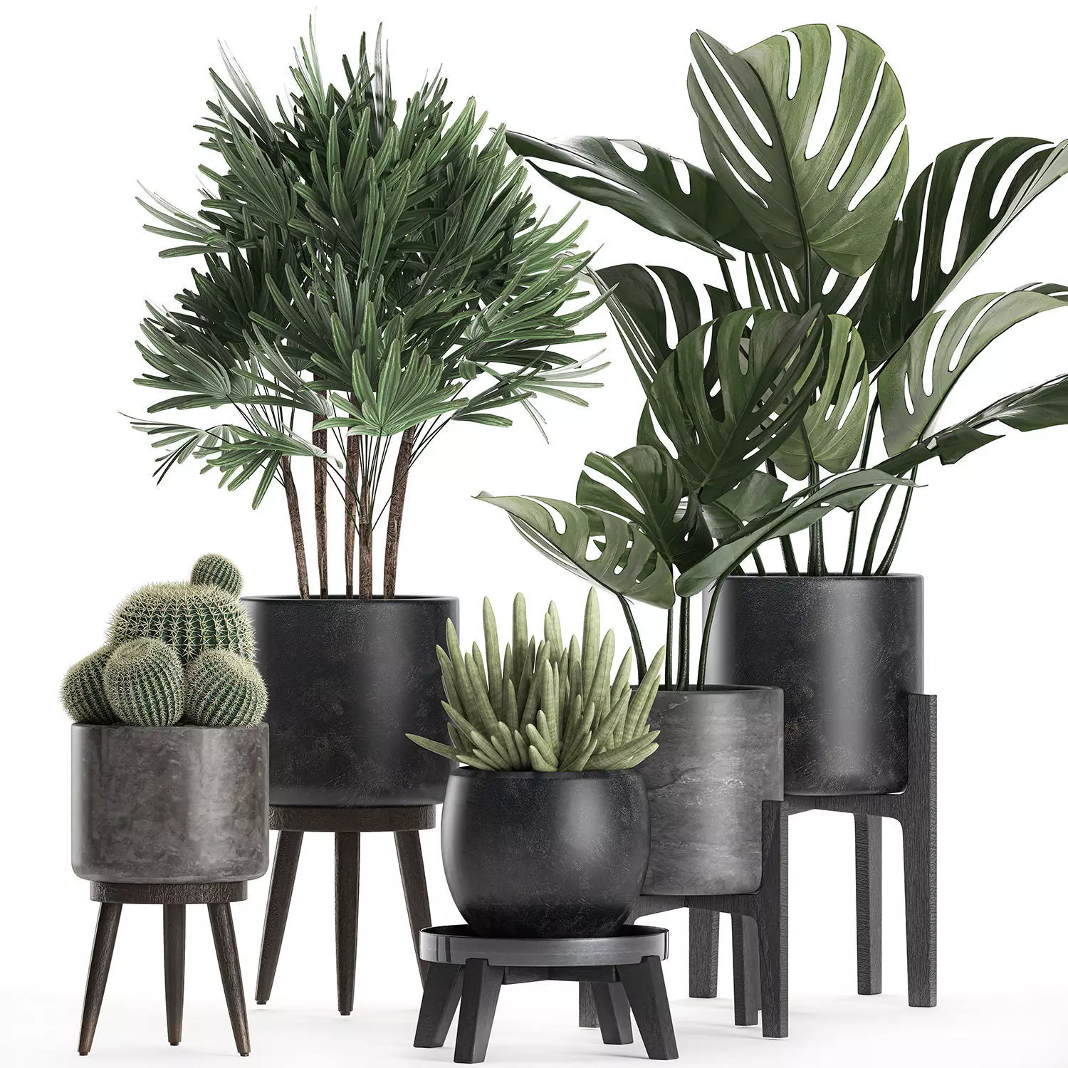 Plants in a black pot for the interior 662 3D model