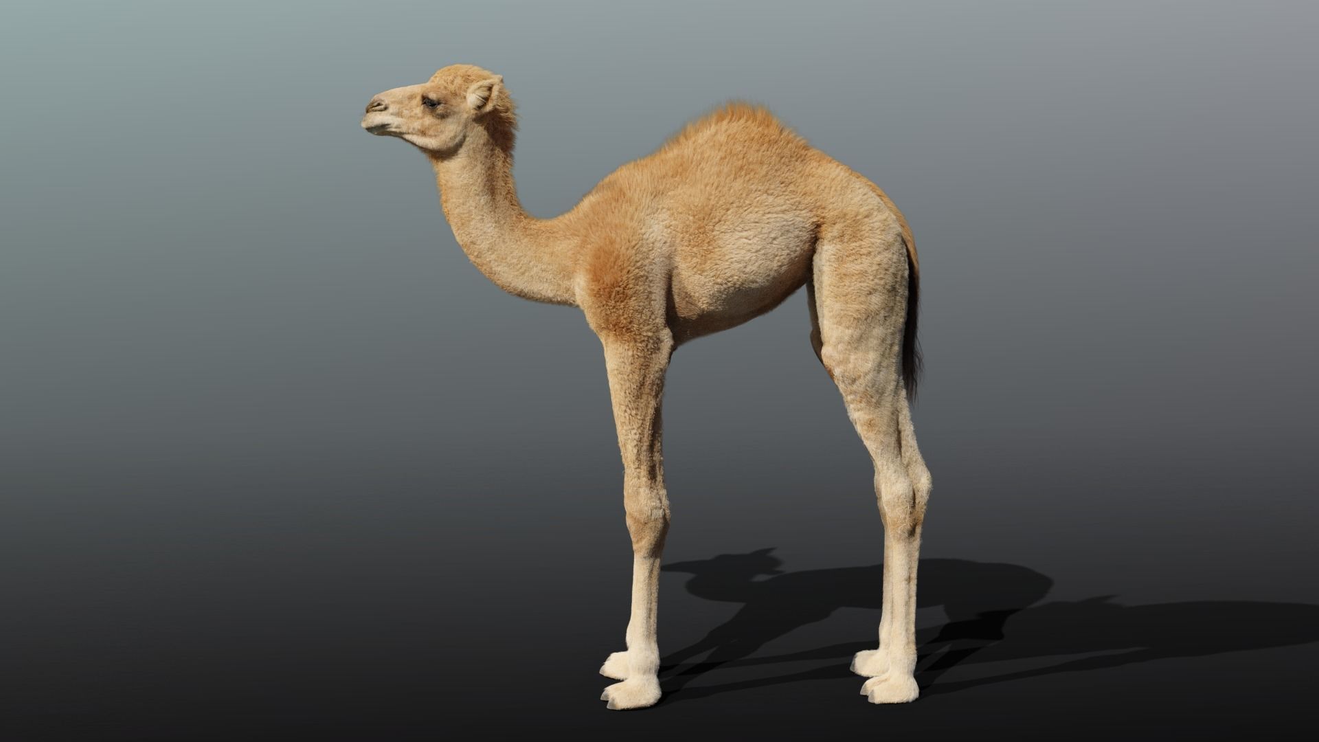 Camel Baby Animated  3D model_7