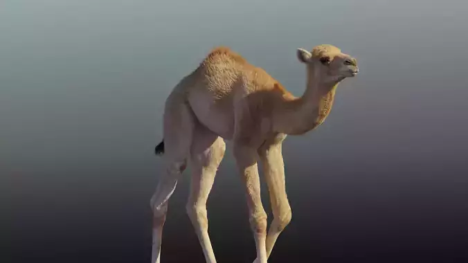 Camel Baby Animated 