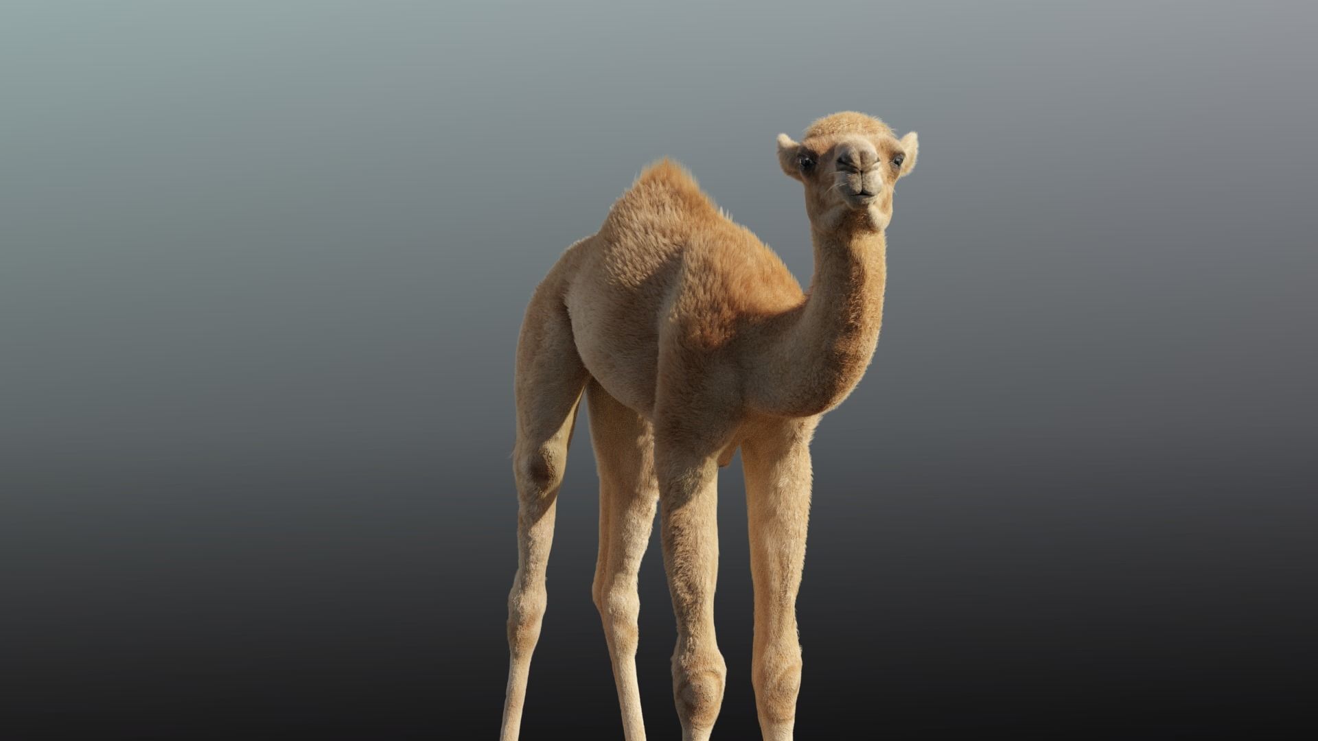 Camel Baby Animated  3D model_2