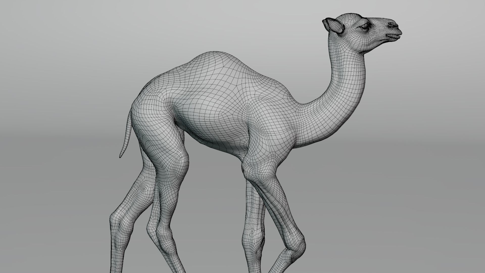 Camel Baby Animated  3D model_23