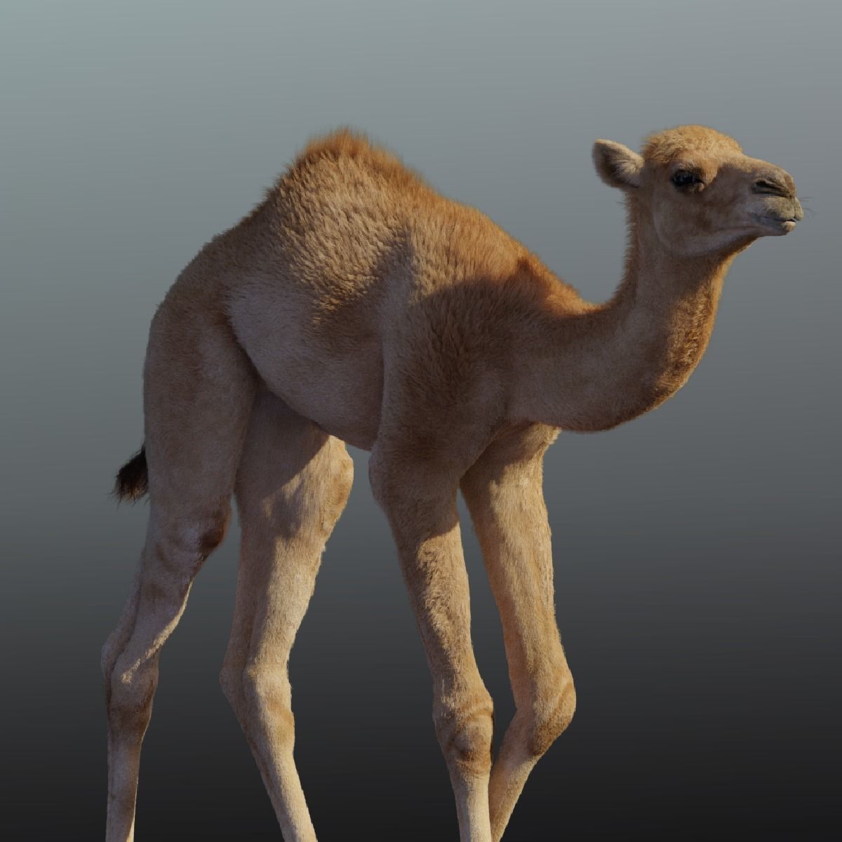 Camel Baby Animated  3D model_11